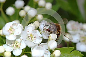 Honey bee on hawthorns flowers