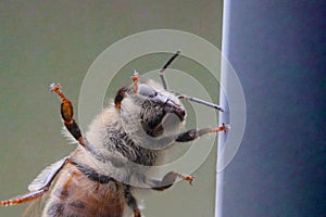 Honey Bee on Window 02