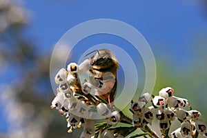 Honey bee on heather