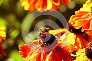 Honey bee on Helenium flower.