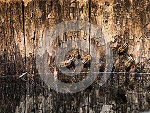 Honey bee, hive bee - Apis mellifera mellifera drinking water photo