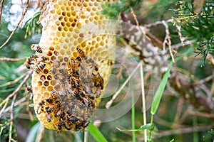 Honey bee hive being constructed on a tree branch in the wild.