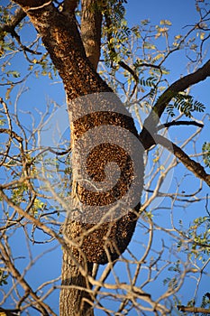 Honey bee hive hanging from tree branch