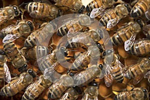 Honey Bee on the hive in Southeast Asia.