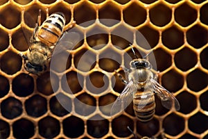 Honey Bee on the hive in Southeast Asia.