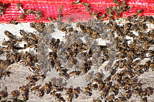 Honey bee hives