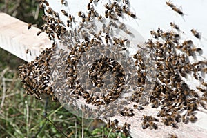 Honey bee hives