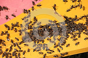 Honey bee hives