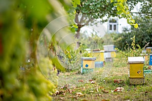 Honey bee hives in the vineyard in summertime.