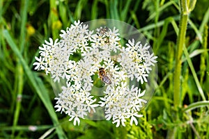 Honey bee on hogweed flower