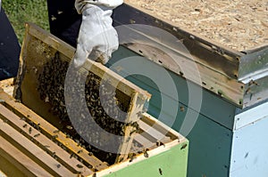 Honey bee on honeycomb