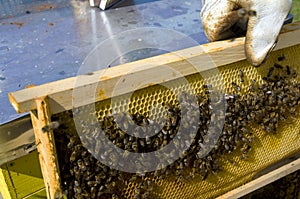 Honey bee on honeycomb