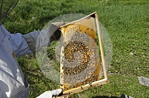 Honey bee on honeycomb