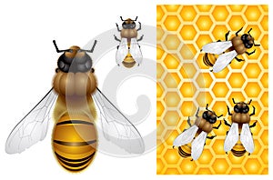 Honey Bee and Honeycomb background