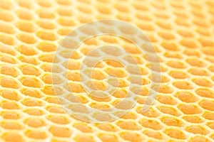 Honey bee honeycomb close up