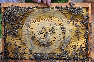 Honey bee on a honeycomb with larvae. Beekeeper holds in the hands the frame. Bees Broods. Apiculture. Apiary. Beautiful spring