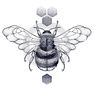 Honey bee and honeycomb tattoo. Dotwork tattoo.