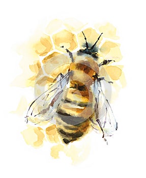 Honey Bee on Honeycomb Watercolor Illustration Hand Drawn