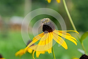 Honey bee on the flower