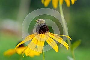 Honey bee on the flower