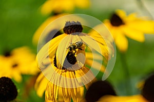 Honey bee on the flower