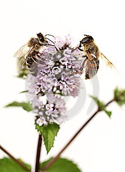 Honey bee and hoverfly are sucking nectar from blossom of lemon balm. Macro. Melissa officinalis. Apis mellifera