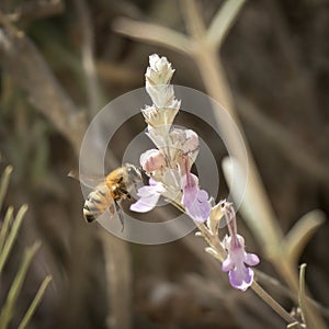 A Honey Bee Hovering by a Flower