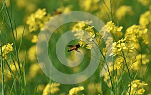 Honey bee hovering near a mustard flower in a field