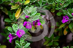 Honey bee hovering over a flower