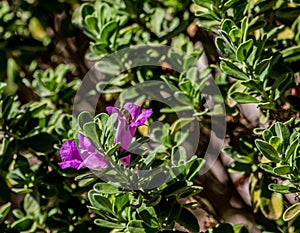 Honey bee hovering over a flower