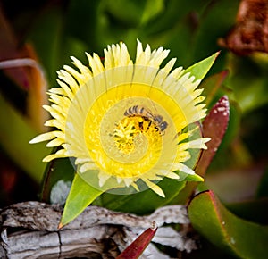 Honey Bee in Ice Plant