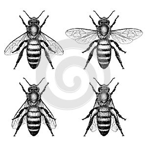 Honey Bee Illustrations photo