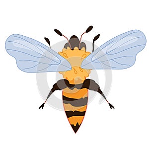 Honey Bee insect flat vector illustration isolated on white background