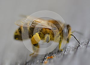 Honey bee insect macro