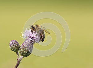 Honey bee insect macro