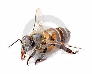 Honey bee isolate on white banner background