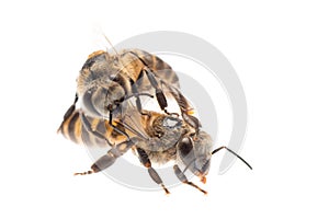 Honey bee isolated
