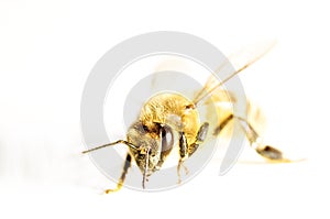 Honey bee isolated in white