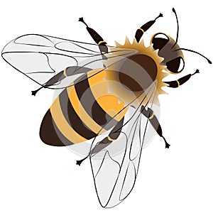 Honey bee isolated on a white background, vector.