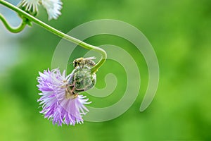 Honey bee on knapweed flower. Green nature background