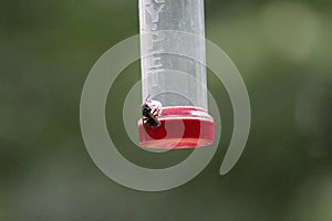 Honey Bee Lands to Feed From Humming Bird Feeder