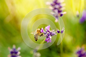 Honey bee on a lavender and collecting polen. Flying honeybee. One bee flying during sunshine day. Insect. Lavenders field with be photo