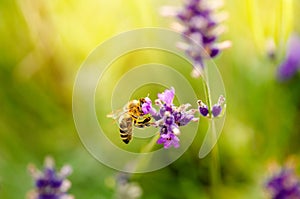 Honey bee on a lavender and collecting polen. Flying honeybee. One bee flying during sunshine day. Insect. Lavenders field with be