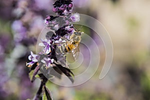 Honey Bee on Lavender colored plant