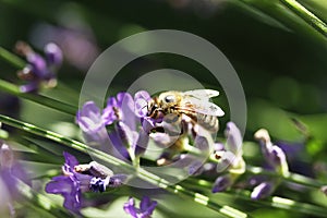 Honey bee on lavender flower