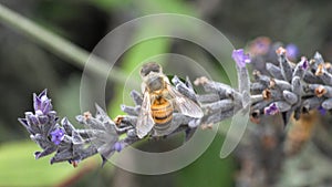 Honey bee on a lavender flower
