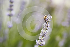 Honey bee on lavender flower