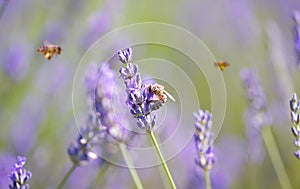 Honey bee on lavender flower