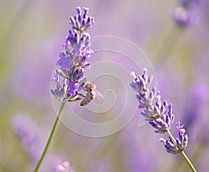 Honey bee on lavender flower