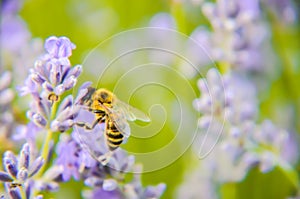 Honey Bee on Lavender Flower